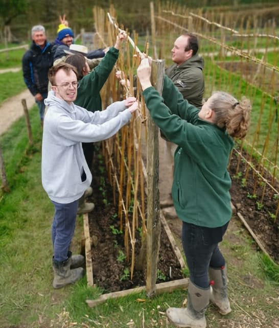 Planting sweet peas