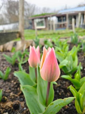 Tulips from Little Gate